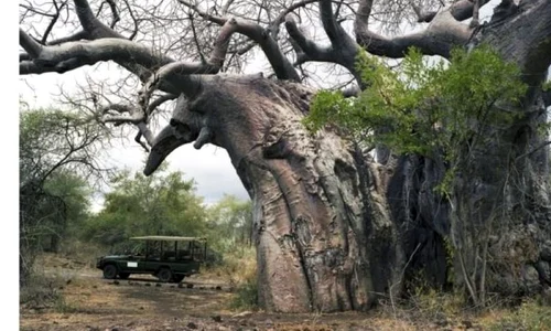 „Înţelepţii” Pământului: cele mai vechi plante şi cei mai vârstnici copaci din lume jpeg