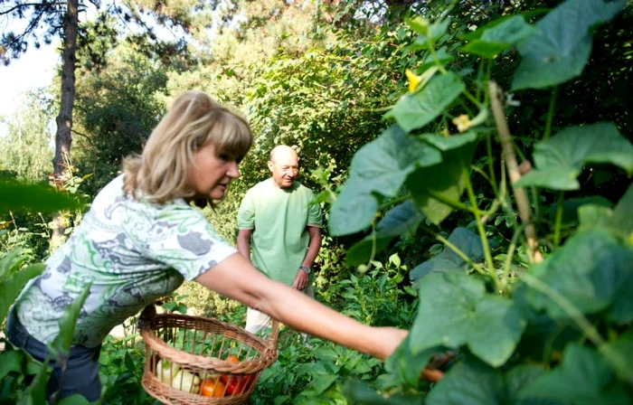 Cuplul prezidenţial, la cules de legume FOTO facebook.com/PresedinteleTraianBasescu