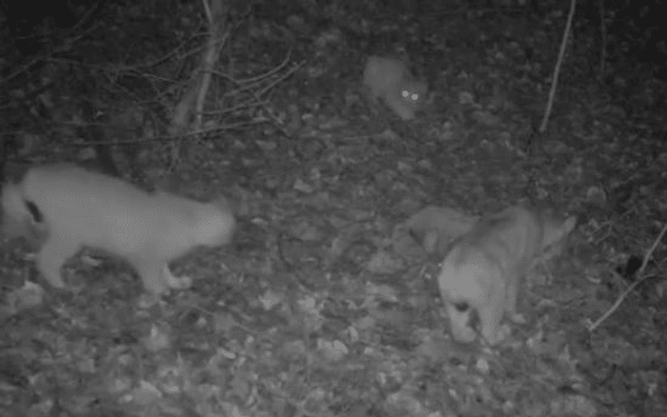Imagini rare cu animale emblematice din Apuseni. Cum se hrănesc noaptea cu o căprioară VIDEO