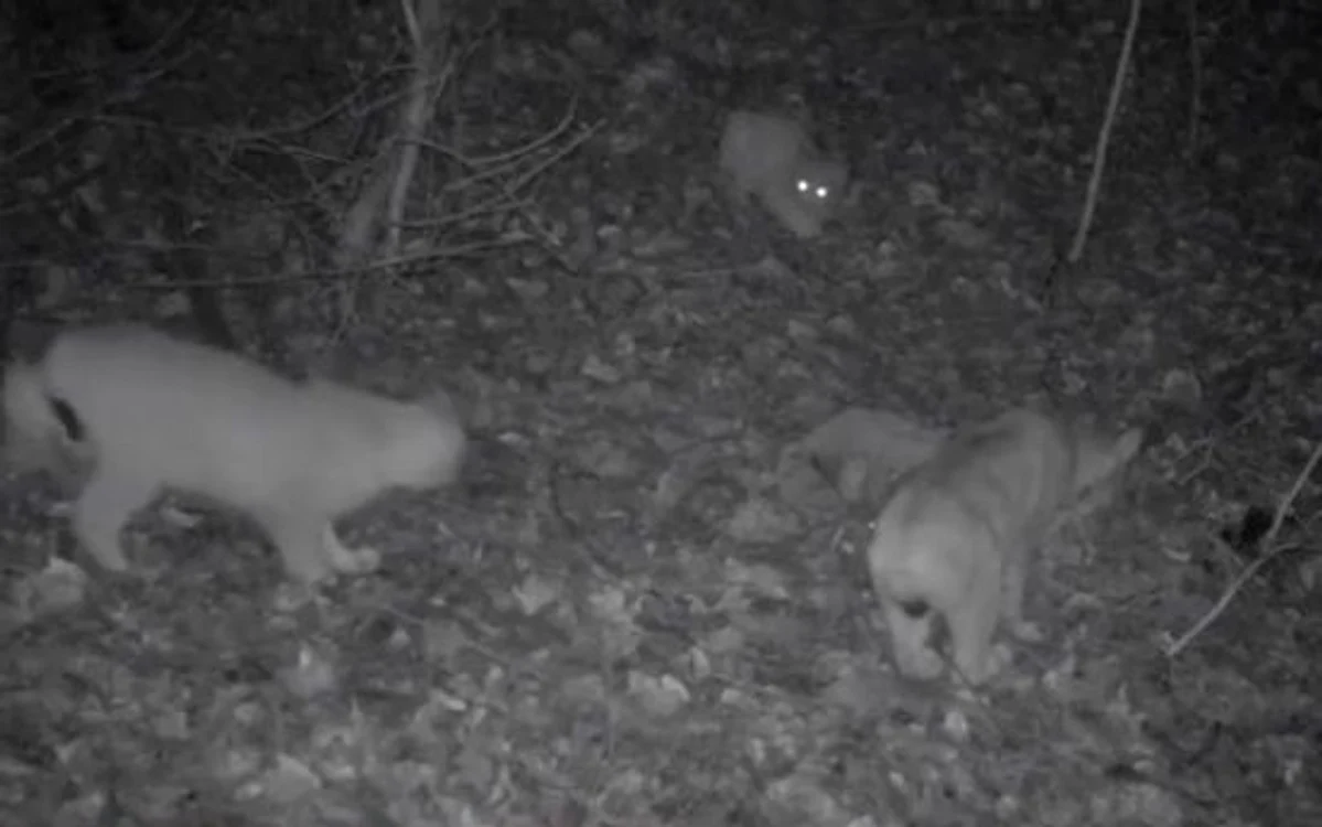 Femela și puii de râs în timp ce mânâncă o căprioară FOTO captură Youtube