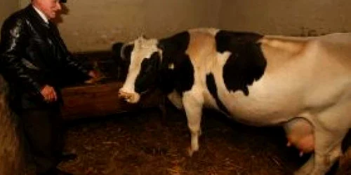 Buzău: Pompierii buzoieni s-au chinuit şase ore să scoată o vacă dintr-o fântână