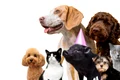 animale de companie freepik jpg