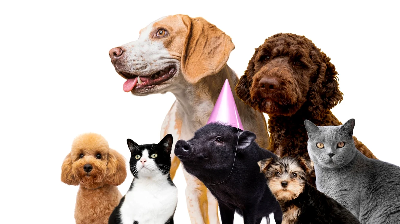 Animale de companie FOTO Freepik