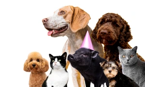 animale de companie freepik jpg