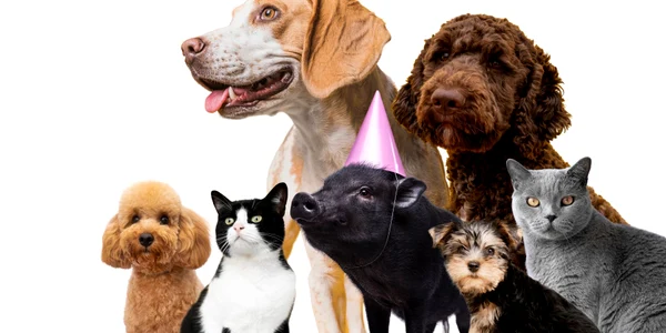 animale de companie freepik jpg