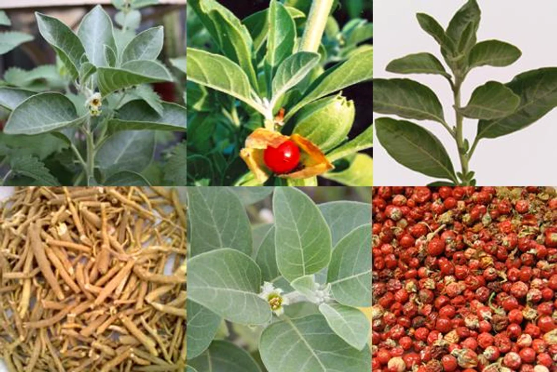 
    Există numeroase remedii naturiste pentru oboseală cronică, pe care le puteți prepara acasă cu ajutorul plantelorFoto: ayurvedaherb.blogspot.com  
