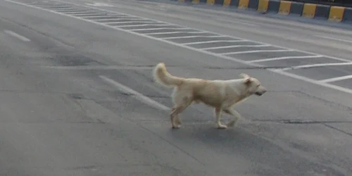 Un câine maidanez a "provocat" moartea unui biciclist