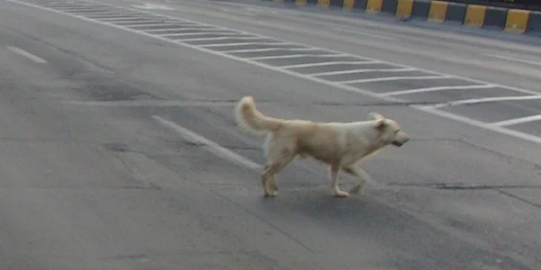 Un câine maidanez a "provocat" moartea unui biciclist