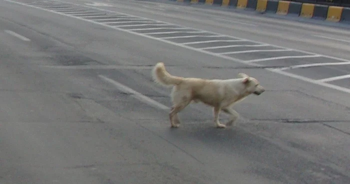 Un câine maidanez a "provocat" moartea unui biciclist