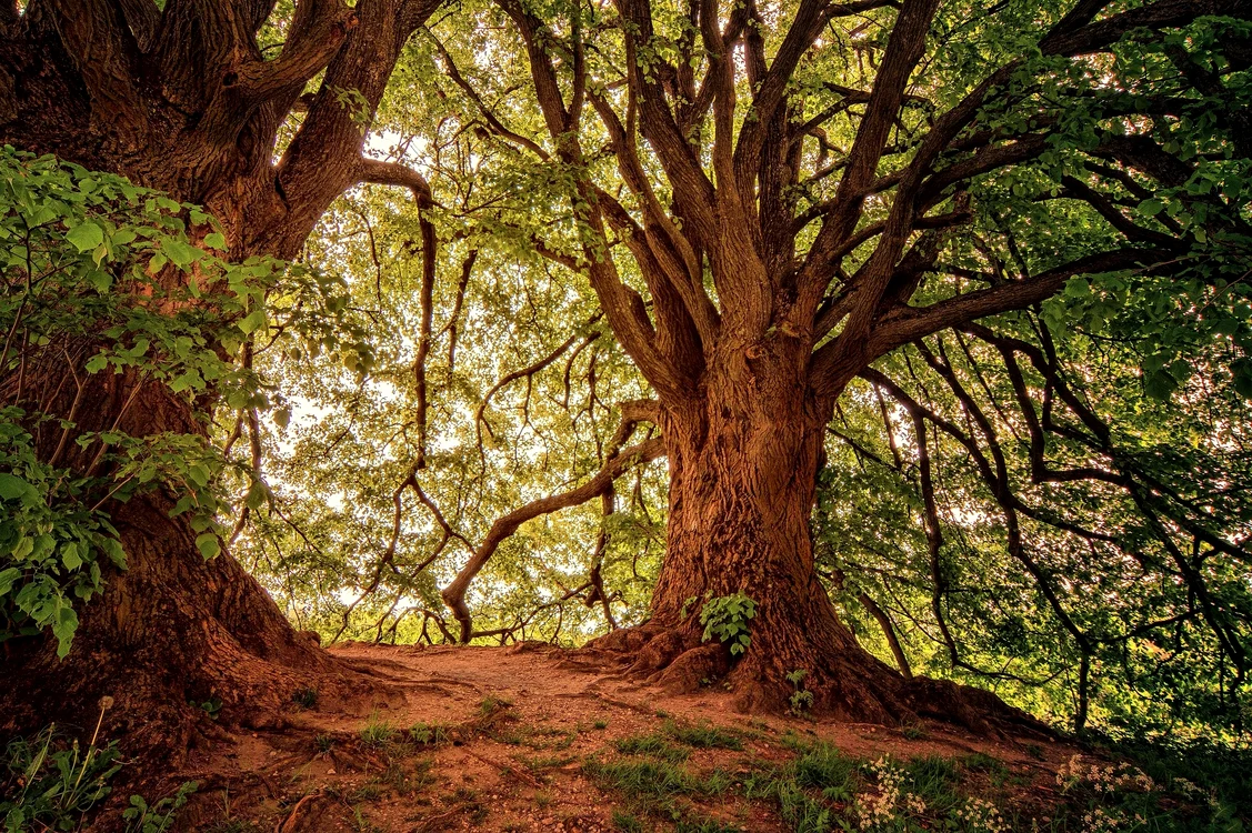 Pădure de stejar. Foto: Pixabay.com