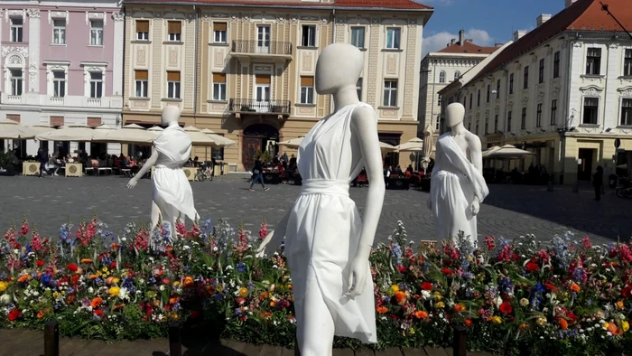 Peste 320.000 de flori au inundat centrul Timişoarei FOTO Ş. Both