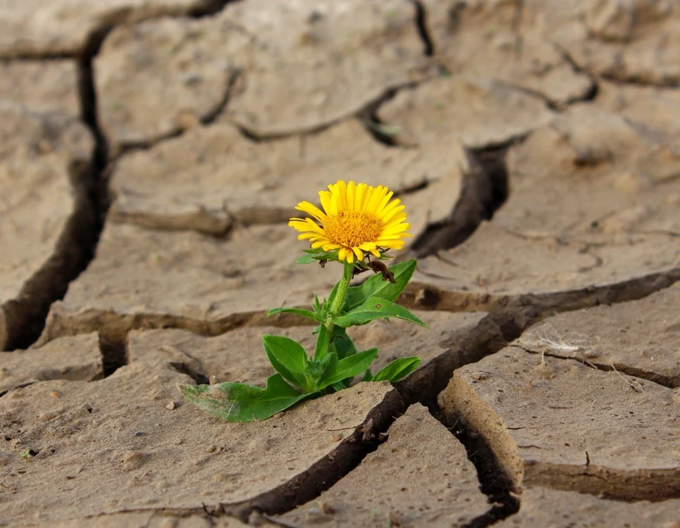 Seceta pune probleme agricultorilor FOTO: Pixabay