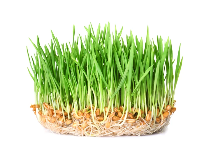 Grâu încolțit Foto Shutterstock