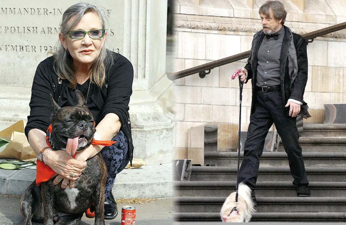 
    Carrie Fisher şi Mark Hamill nu mai seamănă deloc cu prinţesa Leia şi cu Luke Skywalker Fotografii: Guliver/Splashnews  