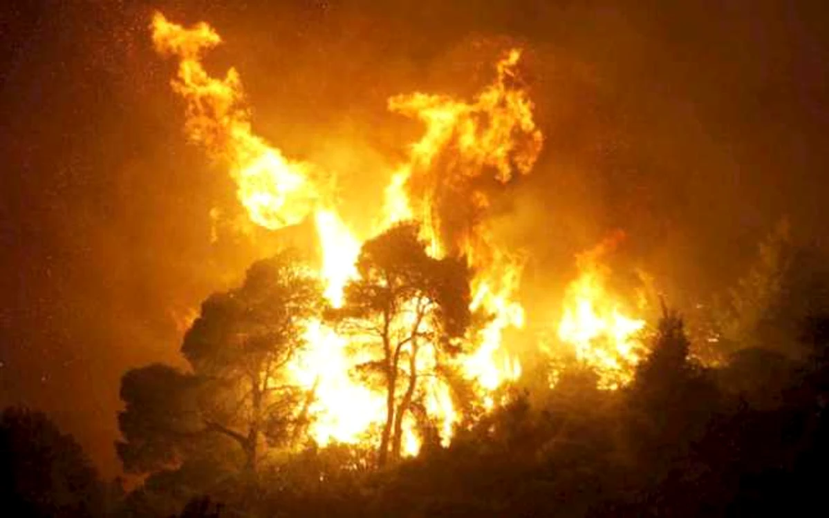 La Voivodeni au ars 44 de hectare de pădure