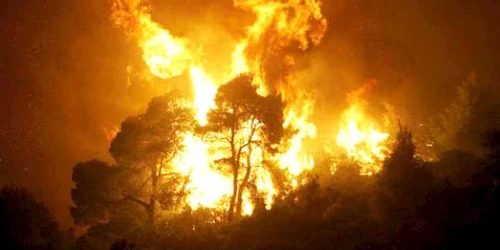 La Voivodeni au ars 44 de hectare de pădure