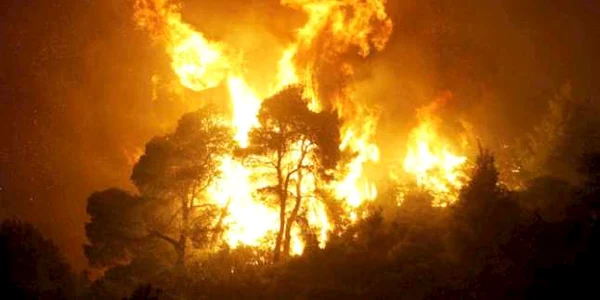 La Voivodeni au ars 44 de hectare de pădure