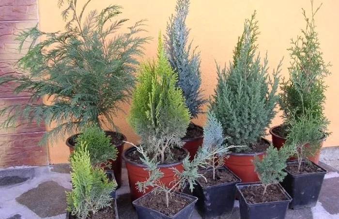 Arbuşti ornamentali, înălţime medie de 45-60-80 cm, preţ începând de la 13 lei, pe tocmai.ro