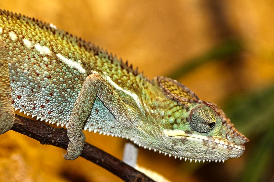 chameleon 200319 960 720 jpg jpeg