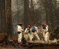 California distrusă de incendii. FOTO Guliver-Gettyimages