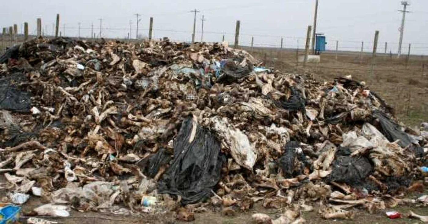 Mormane de oase şi carne în putrefacţie au fost aruncate pe câmp