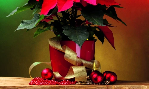 1 60784 original jpg jpeg