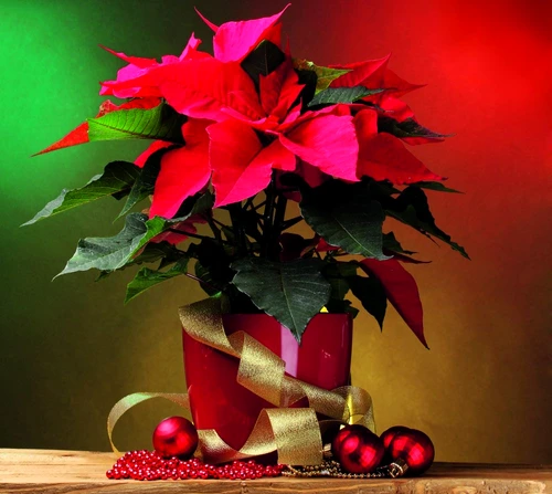 1 60784 original jpg jpeg