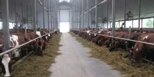 ferma letonia