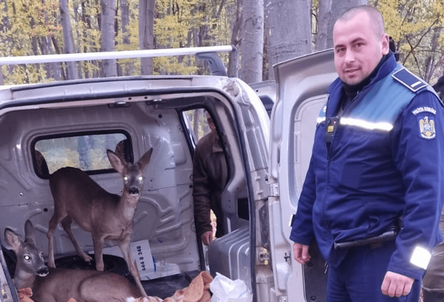 Doi căpriori, captivi în locuința unui braconier. Ce s-a întâmplat cu animalele
