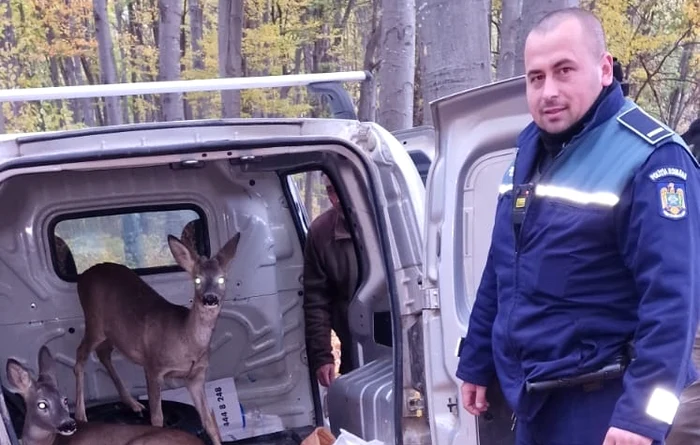 Căpriorii au fost eliberați în pădure FOTO IPJ Bacău