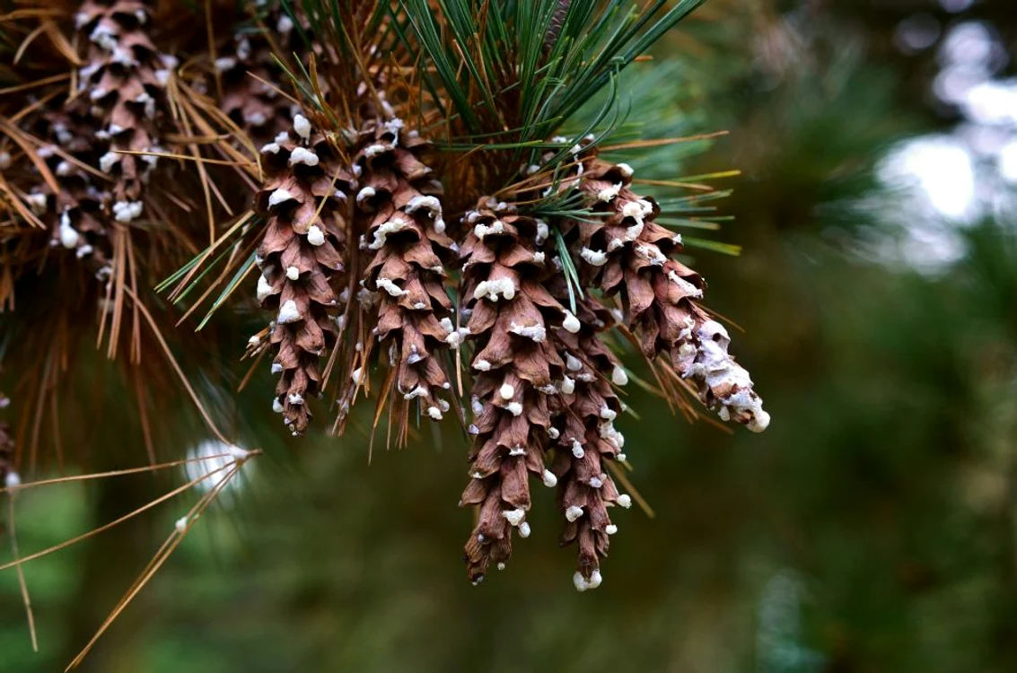 1 66546 original jpg jpeg
