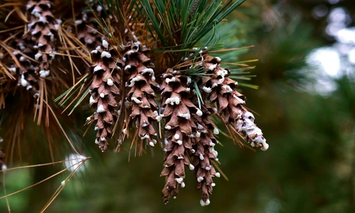 1 66546 original jpg jpeg