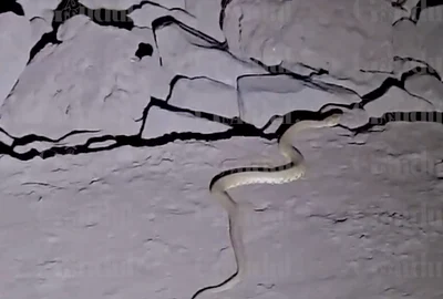 sarpe metrou FOTO Captura Gandul