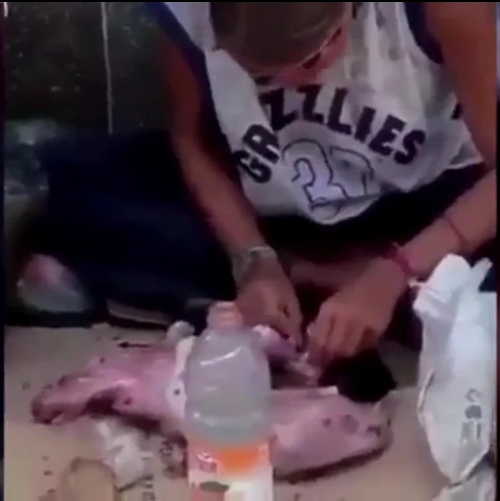 O boschetară a fost surprinsă în timp ce devora o pisicăcaptură video