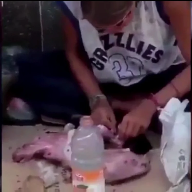 O boschetară a fost surprinsă în timp ce devora o pisicăcaptură video
