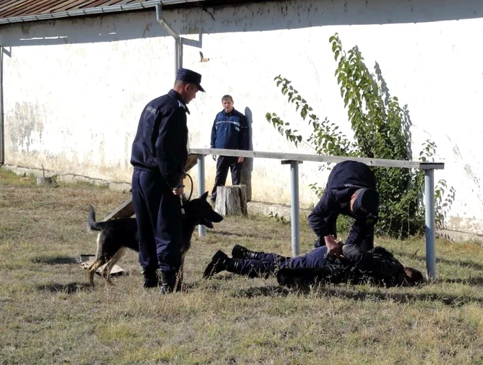 Jandarmii olteni au la dispoziţie şase câini special dresaţi la Centrul Chinologic “Dr. Aurel Greblea” din Sibiu