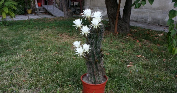 cactus