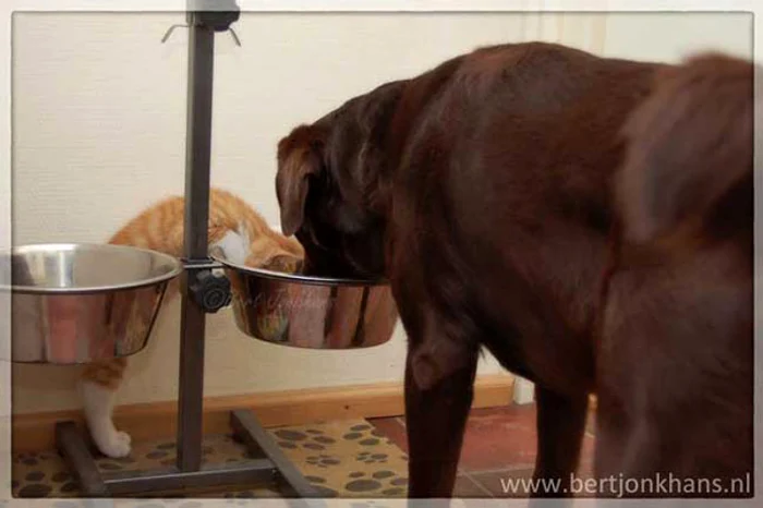 Hannes şi Hessel (Foto: Bert Jonkhans)