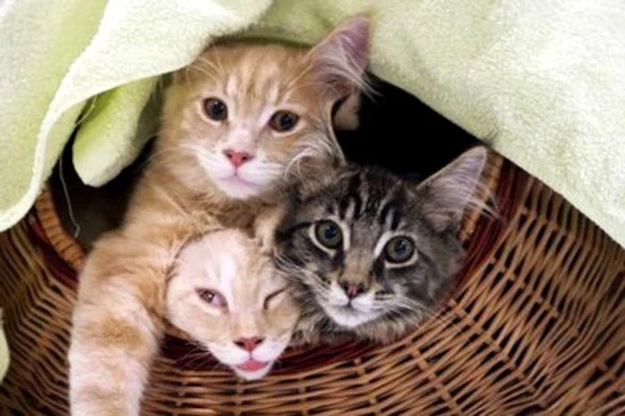 Licenţa felină costă 50 de dolari