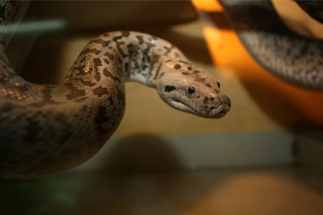 Reptila ameninţă localnicii din General Scărişoreanu. FOTO Arhiva Adevărul