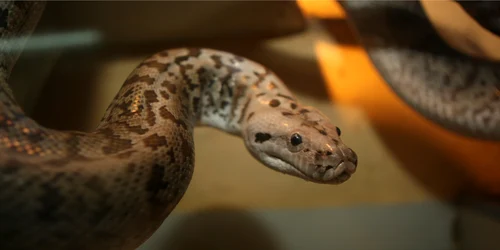 Localnicii spun că şarpele are dimensiuni uriaşe