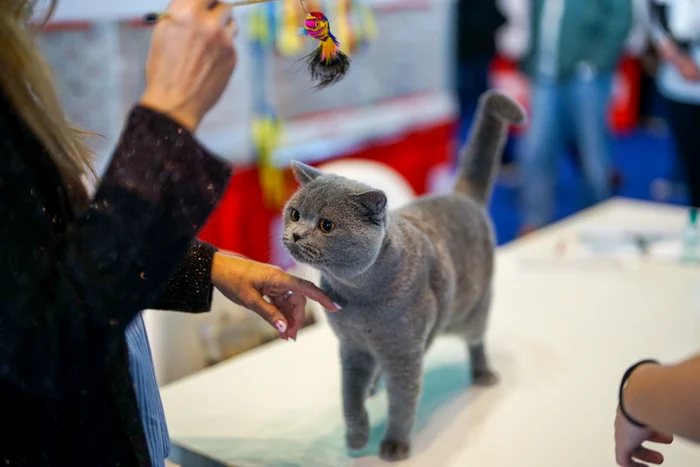 tiai ca pisicile pot alerga mai repede decat un atlet olimpic royal canin explica tiin a din spatele bunastarii lor3 png