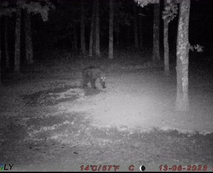 Ursul a fost surprins în noaptea de 12/13 iunie în pădure la Topana FOTO: Fb/Gheorghe Barbu