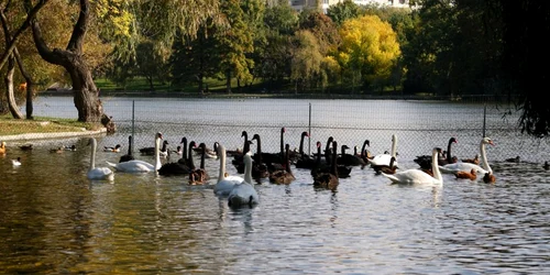 Păsările de pe lacul IOR vor fi duse la fermă 