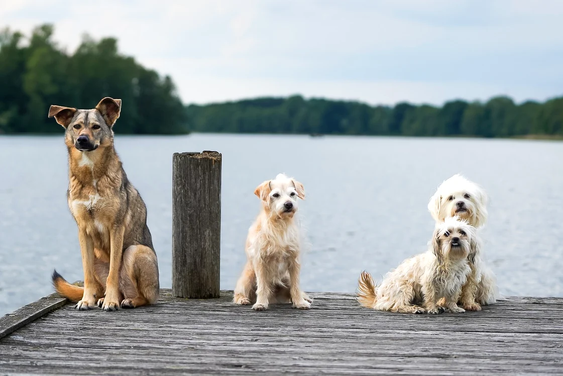 Se introduce taxa pe câine / FOTO: pixabay