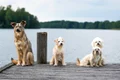 dogs 7275314 1280 jpg