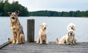 dogs 7275314 1280 jpg