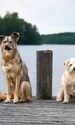 dogs 7275314 1280 jpg