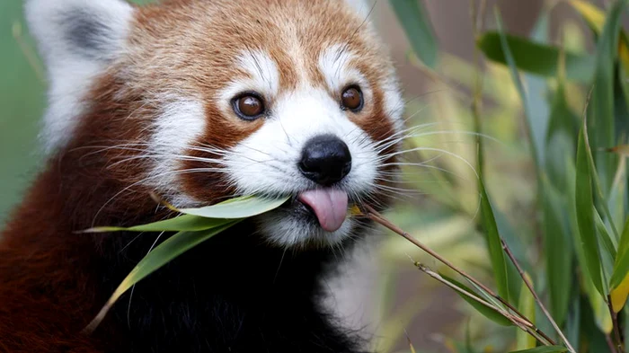 Pui de panda roșu Foto: Shutterstock