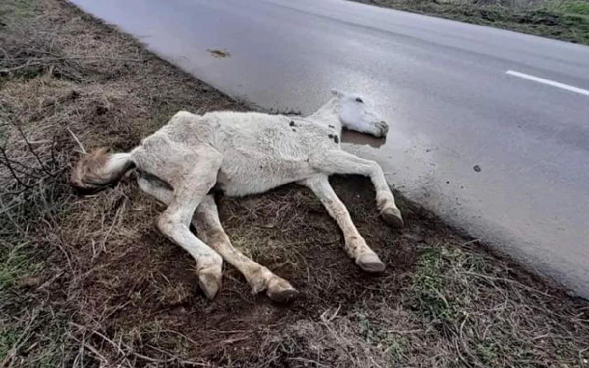 Cal abandonat pe marginea drumului Sursa Facebook Asociaţia pentru Protecţia Animalelor Măriuţa